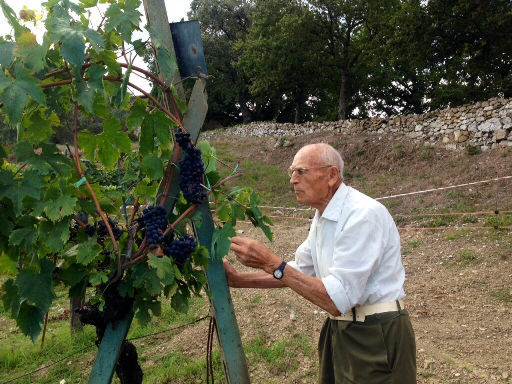 Virgilio controlling the quality of the grapes